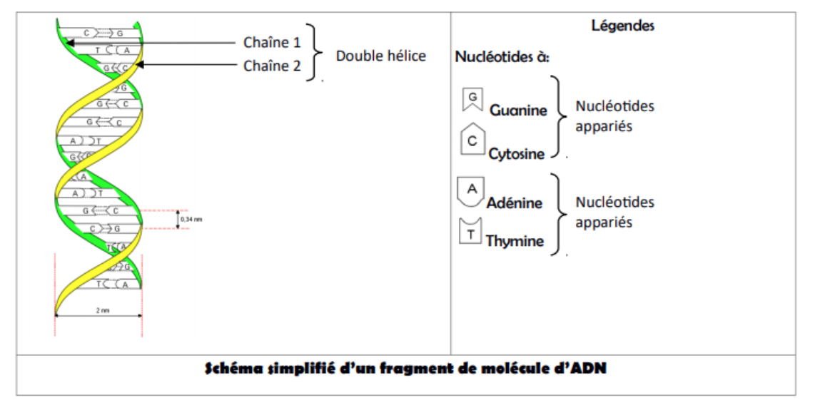 Chapitre 1 – L’organisme pluricellulaire, un ensemble de cellules ...